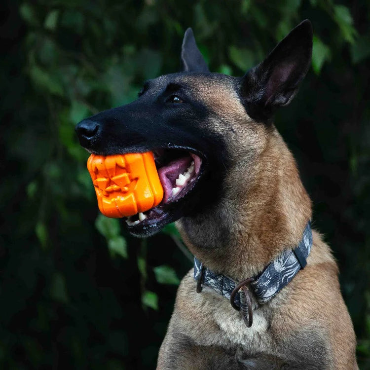 MKB Jack O 'Lantern - Chew Toy-Treat Spender Kürbis