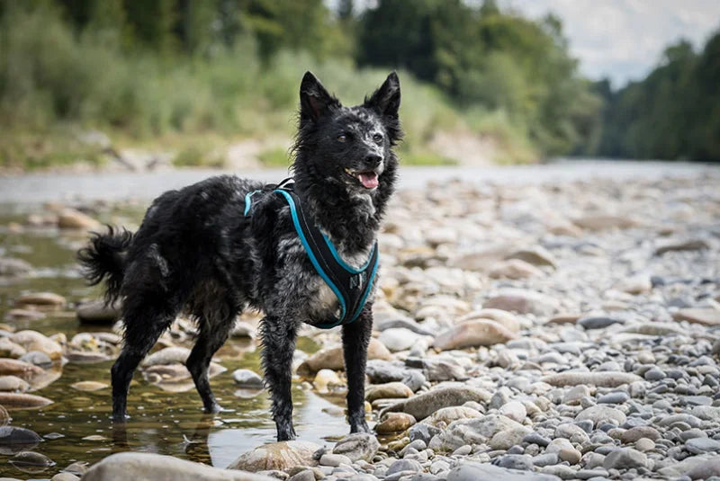 Dog's FunRun Standard
