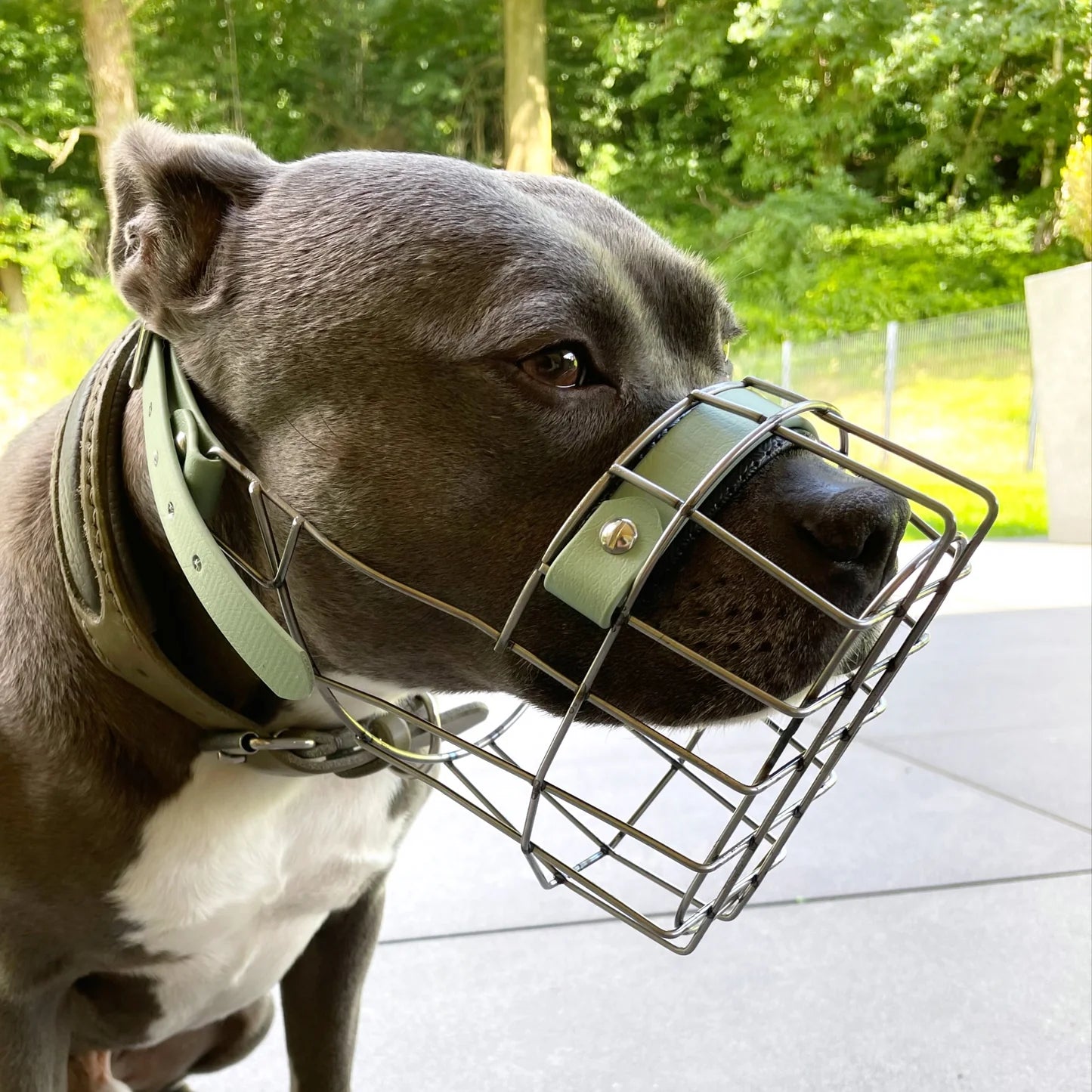 MF Maulkorb Staffy