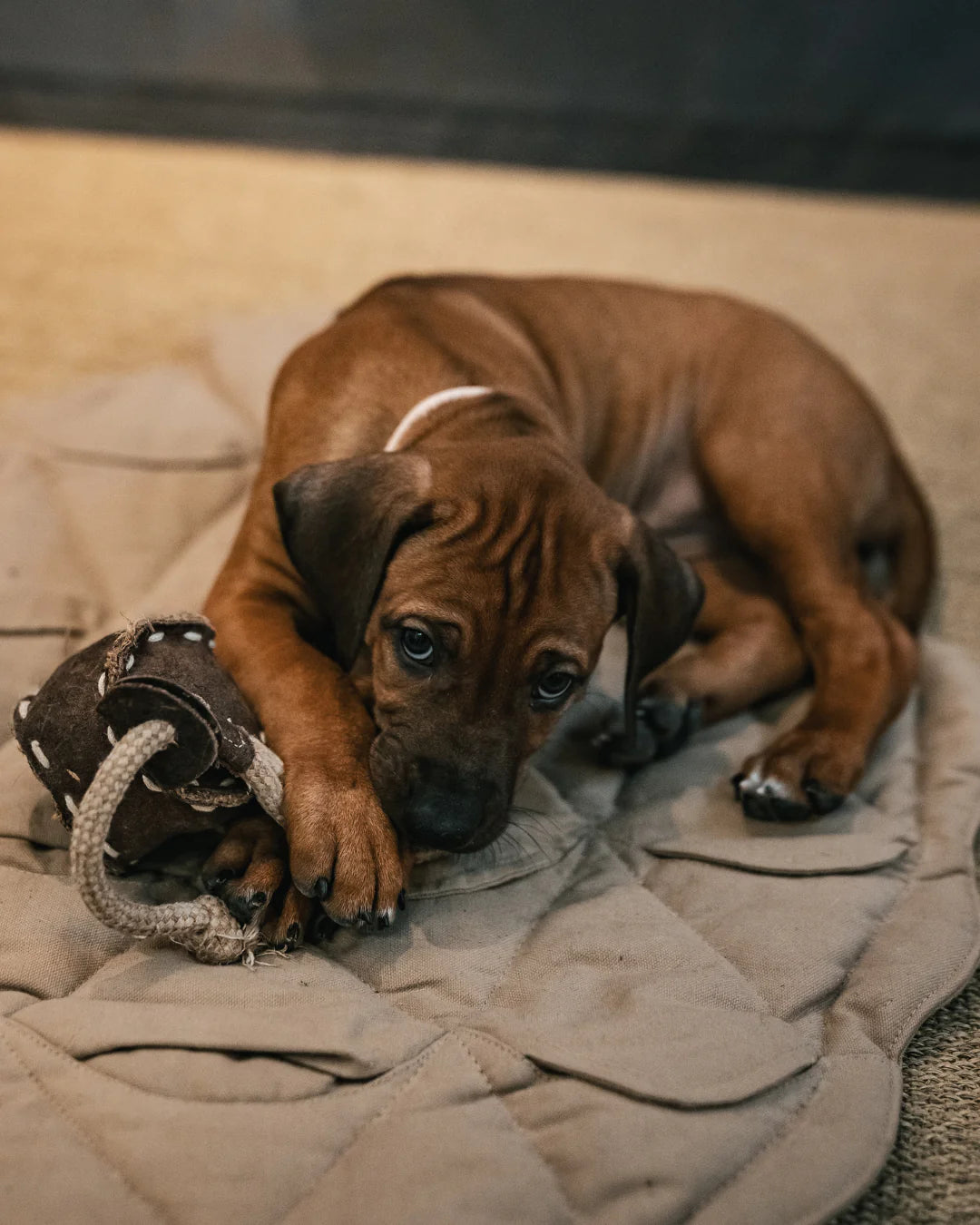 PAIKKA Ball Tug Toy