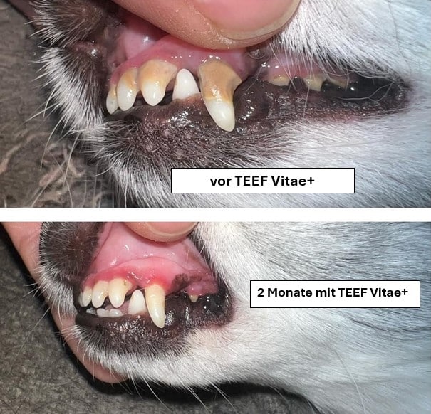 TEEF Vitae+