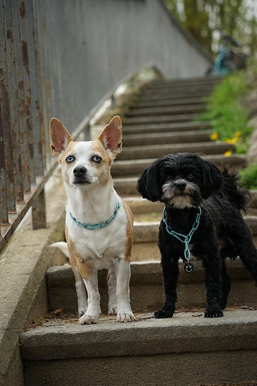 Karabinerkette für Hunde - Miniketten Kurzgliedrig