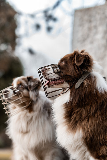 Unimon Australian Shepherd Maulkorb