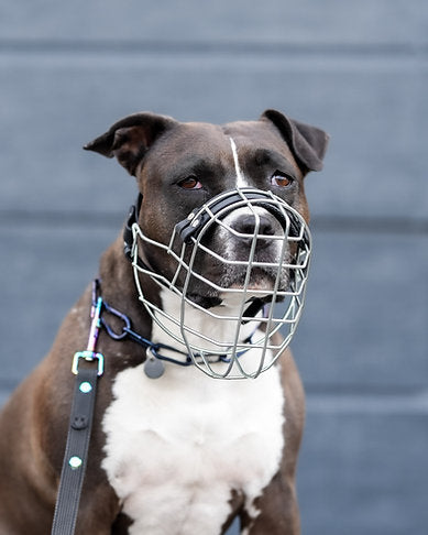 Unimon American Staffordshire Terrier Girl Maulkorb