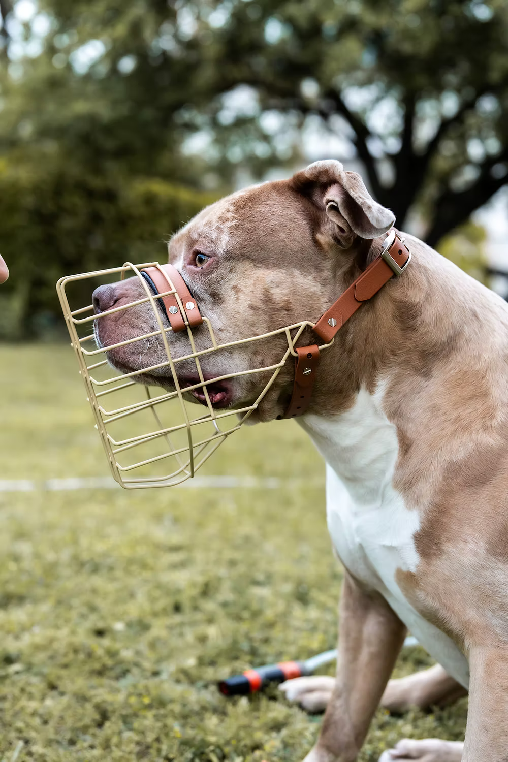 Unimon American Bully XL Maulkorb
