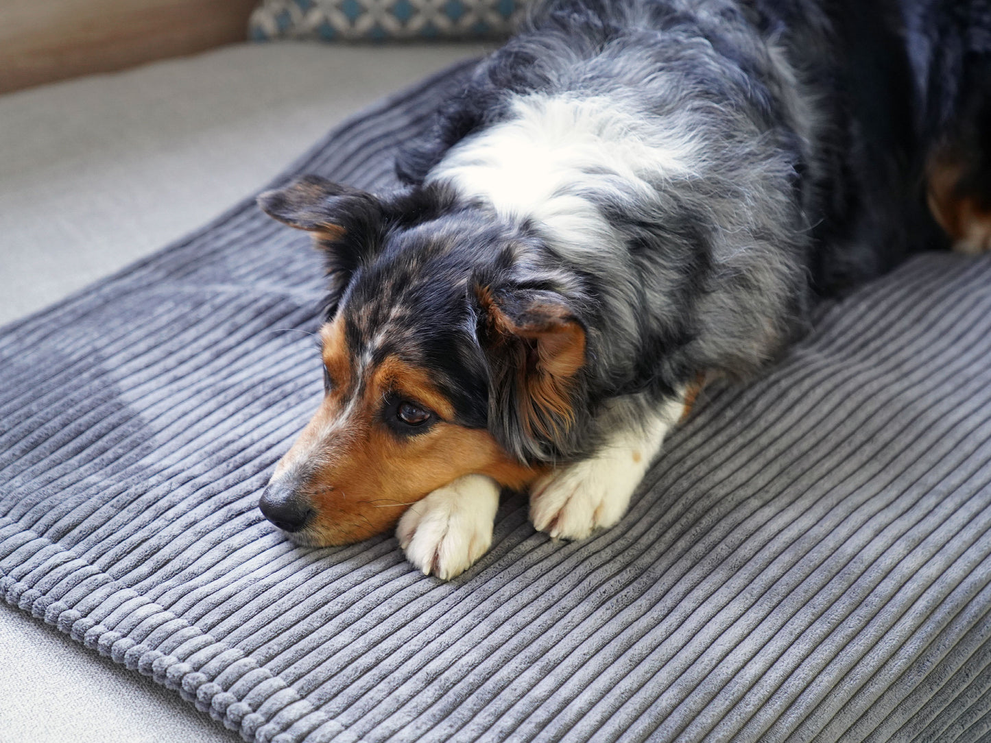 Hundedecke Classic Cord