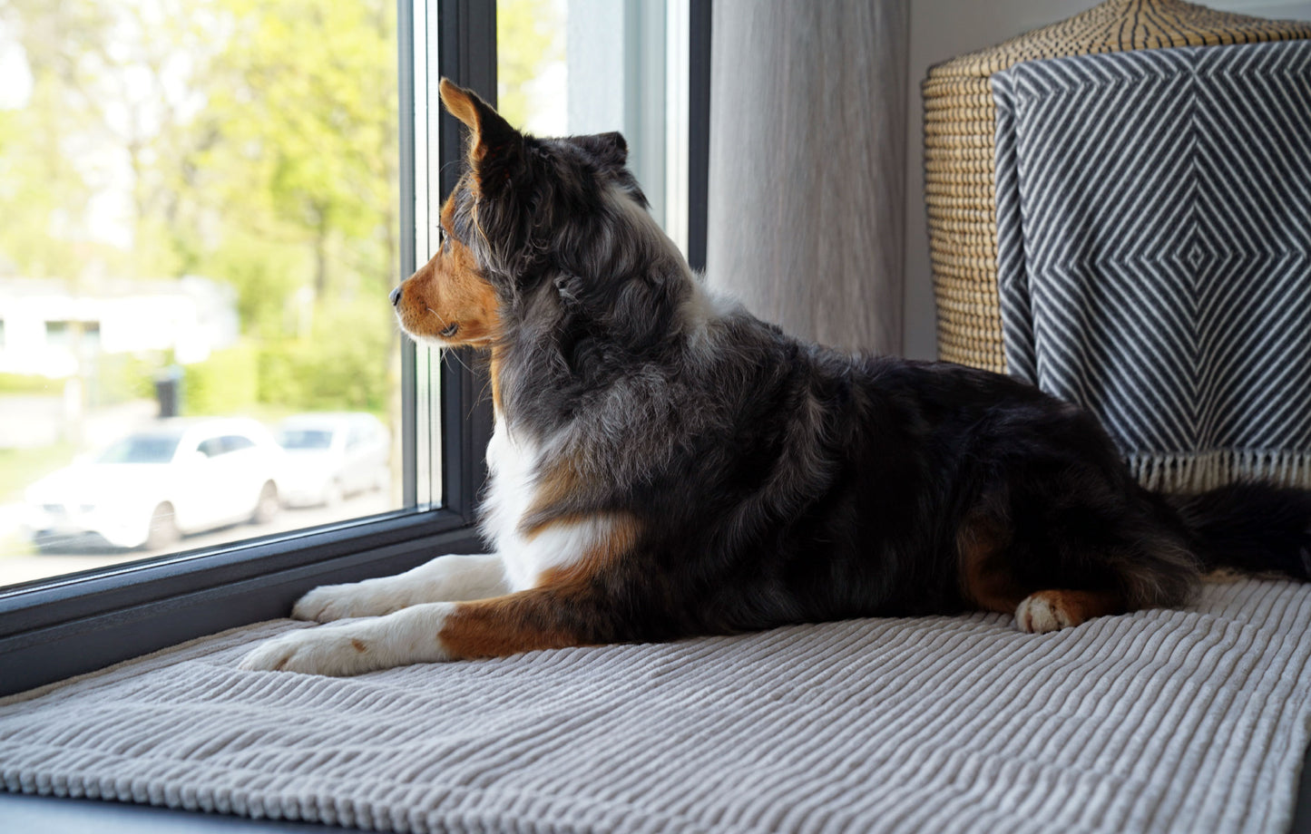 Hundedecke Classic Cord