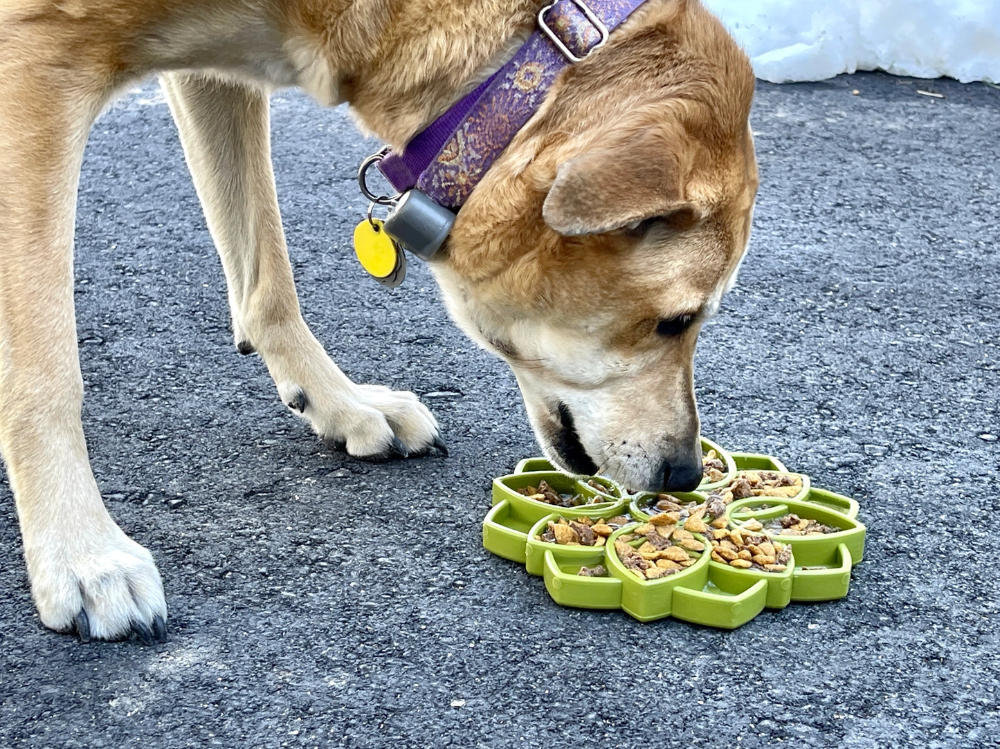 Mandala Anreicherungs-Tablett für Hunde