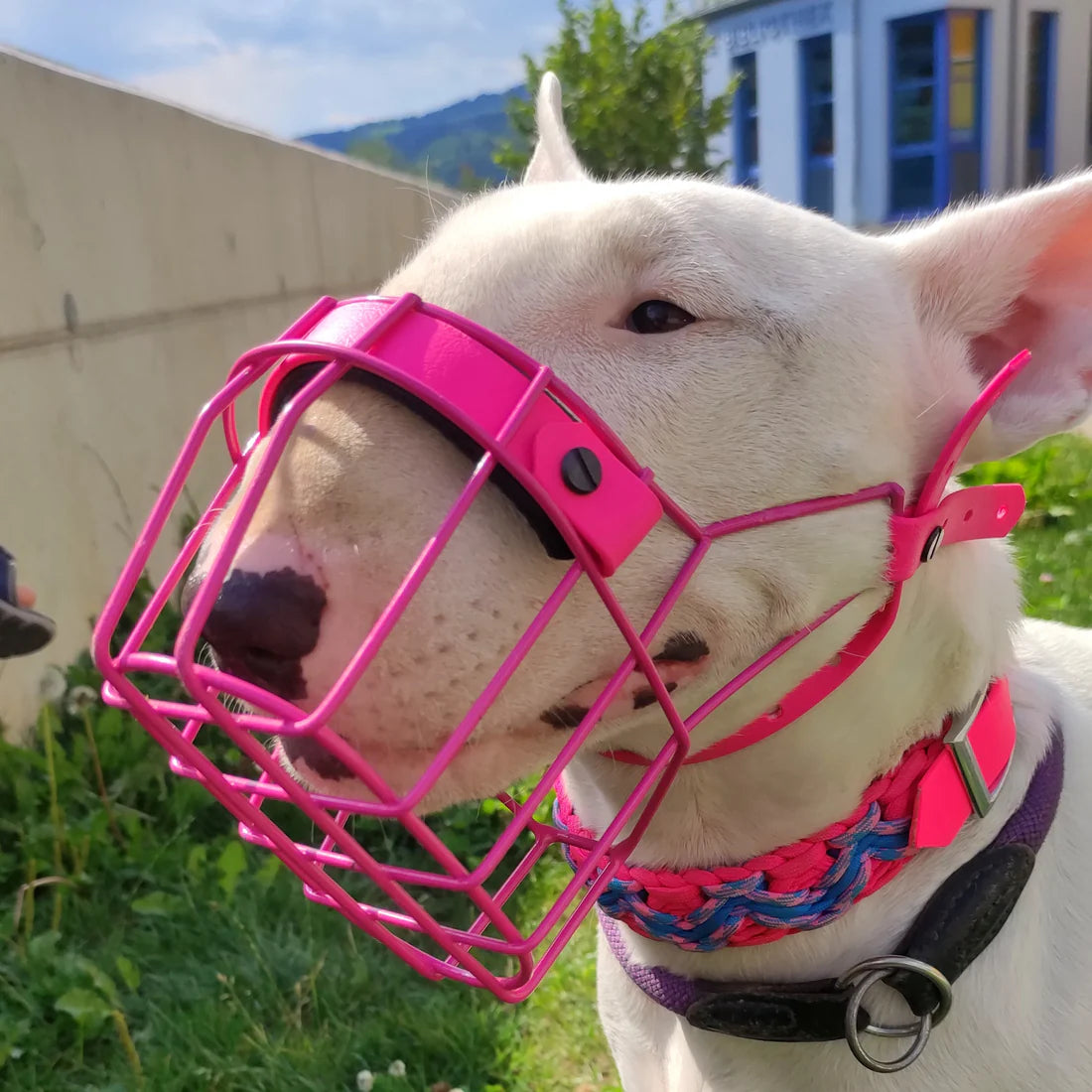 MF Maulkorb Bullterrier