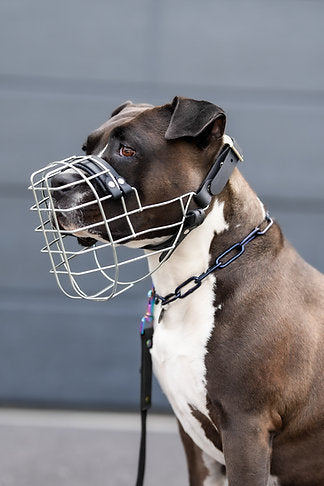 Unimon American Staffordshire Terrier Girl Maulkorb