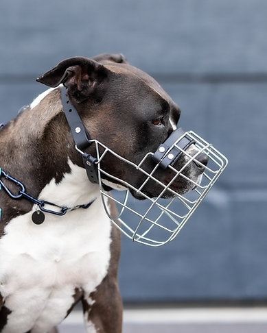 Unimon American Staffordshire Terrier Girl Maulkorb