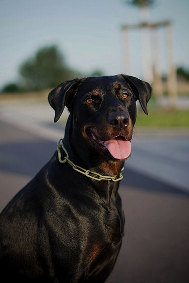 Karabinerkette für Hunde - Langgliedriges Kettenhalsband