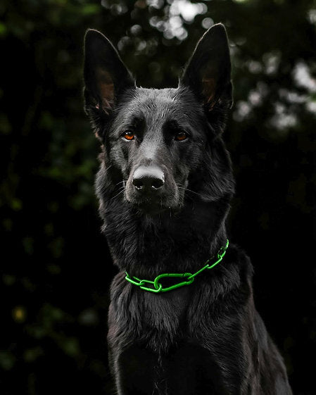 Karabinerkette für Hunde - Langgliedriges Kettenhalsband