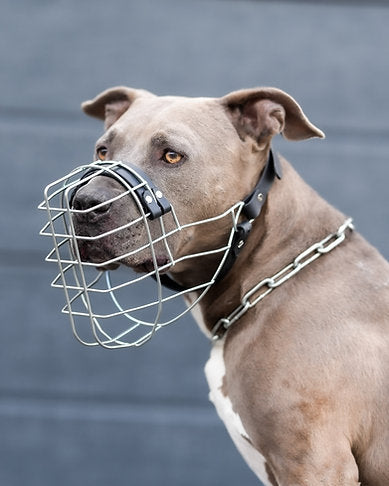 Unimon American Staffordshire Terrier Boy Maulkorb