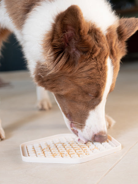 Erdnussbutter für Hunde – Completely Nuts